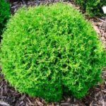 Туя западная Тини Тим 50л