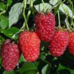 Малина ремонтантная Лашка d9-10