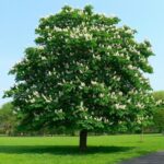 Каштан конский обыкновенный 5л