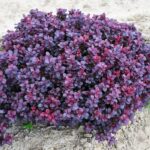 Барбарис Тунберга Конкорд "Concorde" 2л