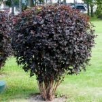 Пузыреплодник Диабло d12