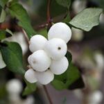 Снежноягодник белый 7 л