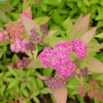 Спирея Зигунерблют 3,5л