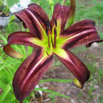 Лилейник Блэк Эрроухед d12