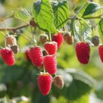 Малина ремонтантная Гусар d9-10