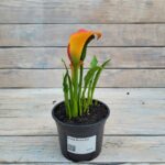 Калла Манго "Mango" d12