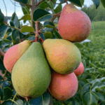 Груша Ноябрьская "Noyabrskaya" 6-7 л