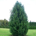 Сосна сибирская кедровая 2л