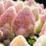 Гортензия метельчатая Ливинг Саммер Лав "Living Summer Love" 2л (d17)