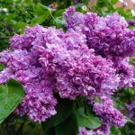 Сирень Антуан де Сент-Экзюпери "Antuan de Sent-Ėkzyuperi" 3л