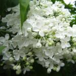 Сирень Татьяна Полякова "Tat’yana Polyakova" 3л