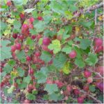 Крыжовник Краснославянский 2,1л