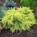 Можжевельник средний Олд Голд d19