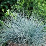 Овсяница валисская Бадди Блю d12