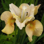 Ирис сибирский Уайт Амбер (Вайт Эмбер) d12