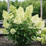 Гортензия метельчатая Мэджикал(Меджикал) Маттерхорн d9