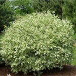 Дерен белый 2л