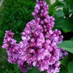 Сирень Мишель Бюхнер 7л