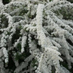 Спирея серая Грефшейм d9