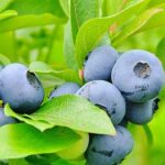 Голубика Хурон "Huron" d17