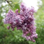 Сирень Тимирязевка "Timiryazevka" 3л