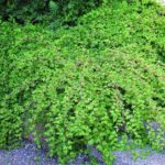 Стефанандра надрезаннолистная Криспа 2л