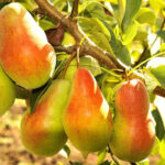 Груша Талгарская красавица 7-7,5л