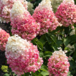 Гортензия метельчатая Пинки Промиз 3л