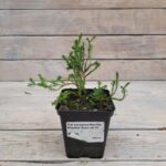 Туя западная Мистер Боулинг Болл "Mr.Bowling Ball" d9-10