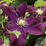 Клематис крупноцветковый Герои Варшавы d15