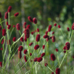 Кровохлебка лекарственная Грейт Бурнет "Great Burnet" d12