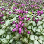 Яснотка Лами Мега Пурпл "Lami Mega Purple" d12