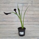 Калла Мемориз "Memories" d12