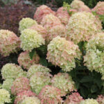 Гортензия метельчатая Литтл (Литл) Лайм "Little Lime" d9