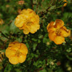 Лапчатка кустарниковая Сансет 3,5л