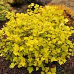 Пузыреплодник Ангел Голд "Angel Gold" 2л