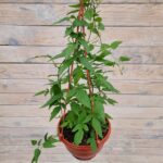 Паслен жасминовидный кашпо d15 — изображение 2