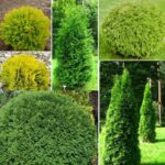 Туя западная микс d9-10