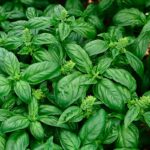 Базилик Тонус d9-10