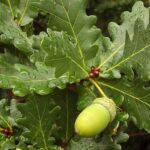 Дуб черешчатый 5л