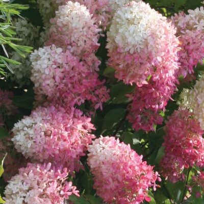Гортензия метельчатая Ливинг Тач оф Пинк "Touch of Pink" d9-10