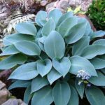 Хоста Халцион d17