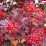 Пузыреплодник калинолистный Андре "Andre" 2л