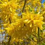 Форзиция Линвуд (лунвуд) Голд 3,5л