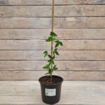 Клематис крупноцветковый Мульти Блю d15