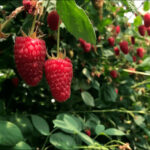 Малина Пшехиба "Przehyba" d10