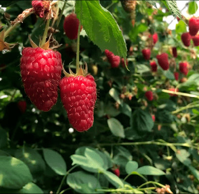 81989173 (1) Малина Пшехиба "Przehyba" d10 — изображение 1