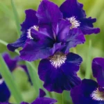 Ирис сибирский Ширлей Поуп d12