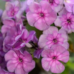 Флокс Мэджик(Мэджик) Блю "Magic Blue" d15