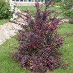 Барбарис оттавский Суперба 3,5л